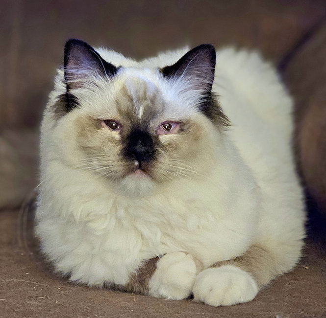 SPARROW dob 2/17/2024
Neutered Male: Seal Point Mitted
$1050 / $500 deposit